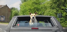 Hund fährt Auto - aber sicher!