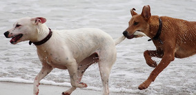 Hundehalter-Haftpflichtversicherung - Warum eine Forderungsausfalldeckung sinnvoll ist