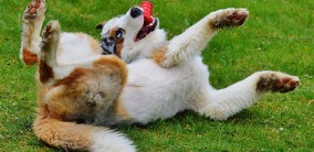 Hundehalterhaftpflichtversicherung - Wenn Bello die Nerven verliert