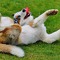 Hundehalterhaftpflichtversicherung - Wenn Bello die Nerven verliert