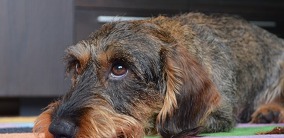Hundehalterhaftpflicht: Wer vor dem Hund warnt, haftet trotzdem