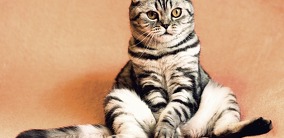 Weltkatzentag - Auch Samtpfoten können Schäden verursachen!