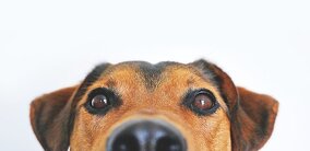 Hundehalter-Haftpflicht: Ausschlussklauseln rechtens