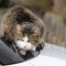 Tierversicherung: Wenn die Katze einen Auffahrunfall verursacht...
