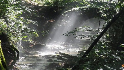 Der Wald: idyllisch, schön und bedroht.