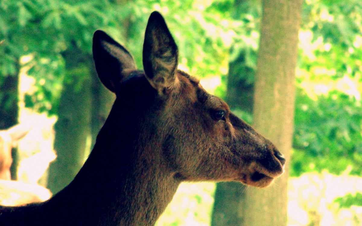 Wenn der Herbst die Tiere aus dem Wald lockt