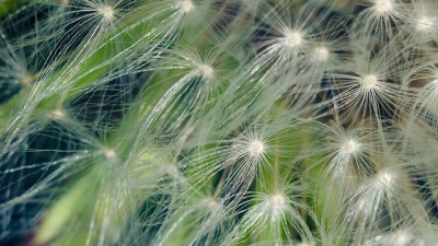 Der milde Winter macht Pollenallergikern zu schaffen