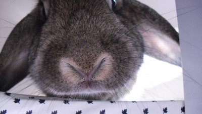 Kaninchen sind sooo süüüß! Aber als Überraschungsgeschenk ungeeignet.