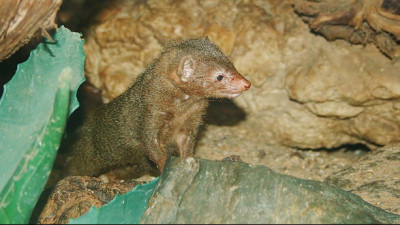 Der will sich doch nur paaren! In der Paarungszeit beißen Marder Autokabel durch, um ihr Revier zu markieren.