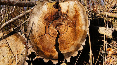 Upps, da war er ab: ein Bauer im Emsland hat versehentlich Bäume gefällt (Symbolfoto)