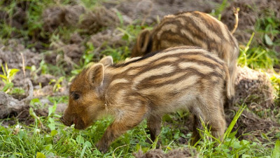 Kfz-Versicherung: Im Herbst steigt die Gefahr eines Wildunfalls