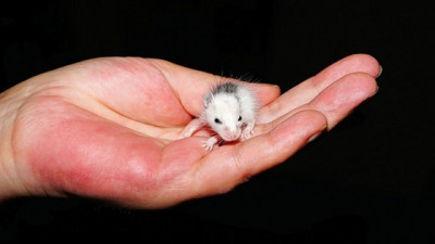 Hartz IV und Versicherung