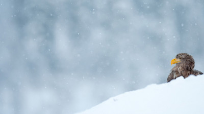 Versicherung: Wer zahlt bei Schäden durch Dachlawinen?