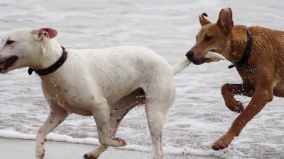 Die wollen doch nur spielen?