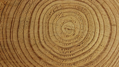 Alt wie ein Baum? Nicht ganz, aber fast: Die Lebenserwartung der Bundesbürger steigt!