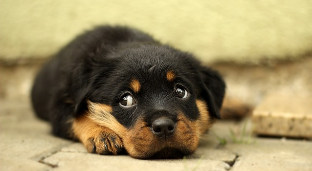 Hundehalterhaftpflichtversicherung Hund 