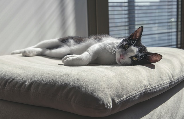 Katze