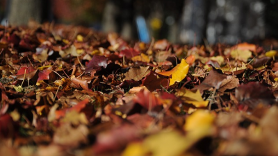 Herbstlaub und Haftpflichtversicherung